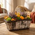 Caixa de planta vaso quadrado de bétula/videira 28×14×11,5 cm | Floristik24.pt