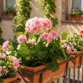 Flor artificial de gerânio Arbusto de gerânio rosa artificial 7 flores Alt.38cm | Floristik24.pt