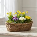Vaso oval para plantio de trepadeiras naturais, 40x19x11,5cm | Floristik24.pt
