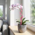 Estaca para orquídea, de plástico, rosa, suporte para orquídea, 64 cm de altura. | Floristik24.pt