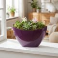 Tigela decorativa para barco planta roxa 20×9cm Alt.12cm | Floristik24.pt