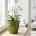 Vaso de orquídea brilhante Ø12,5cm verde oliva 1 unidade | Floristik24.pt