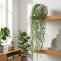 Gavinhas decorativas, cacto coral, cabide Rhipsalis artificial Verde L120cm | Floristik24.pt