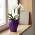 Vaso para orquídeas, brilhante, Ø12,5cm, violeta | Floristik24.pt