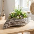 Planta barco planta onda rattan branco natural 45x16cm | Floristik24.pt