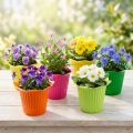 Flor em vaso de plástico Ø6,5cm 25 un | Floristik24.pt