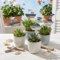 Plugue decorativo madeira branco azul natural 8cm Alt.37cm 24 unid. | Floristik24.pt