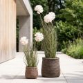 Flores artificiais decorativas bola flor allium cebola ornamental artificial 54cm | Floristik24.pt