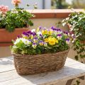 Cesta para plantas cesta oval videira tigela para plantas naturais L30cm | Floristik24.pt