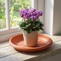 Pires "Linda" Ø18cm terracota | Floristik24.pt