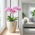Vaso de orquídea brilhante Ø12,5cm areia 1ud | Floristik24.pt