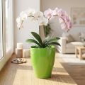 Vaso de orquídea brilhante Ø12,5cm limão 1ud | Floristik24.pt