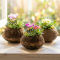 Vaso para Planta Paradise Nut Sapucaia Natural Ø14cm Alt.10cm 3 un | Floristik24.pt