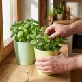 Cachepot de papel, plantador, vaso de ervas azul/verde Ø15cm H13cm 4pcs | Floristik24.pt