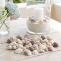 Decoração de conchas mini
