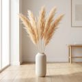 Aspargos secos, gramíneas ornamentais, aspargos damasco 90cm 5 unidades | Floristik24.pt