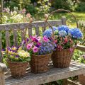 Cesto de flores de vime com alça, acabamento natural, 29/23/21cm, conjunto de 3. | Floristik24.pt