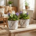 Vaso decorativo vaso de bétula branqueada Ø18cm Alt.15cm 2 unidades | Floristik24.pt