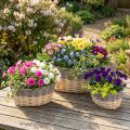 Cesto de vime para plantar Vaso para plantas L29/33/38cm conjunto de 3 | Floristik24.pt