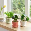 Plantas verdes artificiais mini plantas em vaso 15 cm 3 unidades | Floristik24.pt
