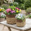 Cesta de vime Natural Planta de vime Tigela Natural L30/22cm H20/17cm Conjunto de 2 | Floristik24.pt
