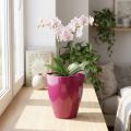 Vaso de orquídea brilhante Ø12,5cm cereja 1ud | Floristik24.pt