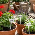 Etiqueta para plantas 40cm, pacote com 10 unidades | Floristik24.pt
