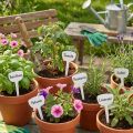 Plante sinal 8cm 100p | Floristik24.pt
