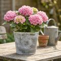 Vaso de flores estilo shabby chic, floreira de metal em formato de coração, Ø22cm, A17,5cm | Floristik24.pt