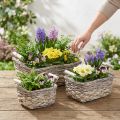 Cesto para plantas com asas, cesto quadrado, floreira natural para plantar shabby chic lavado branco L30/25,5/21 cm H12/11/10 cm conjunto de 3 | Floristik24.pt
