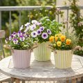 Conjunto de 3 peças: Balde para plantio, floreira com alças, decoração metálica rosa/verde/amarelo estilo shabby chic, Ø16,5cm A15cm. | Floristik24.pt