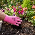 Kixx luvas de jardim tamanho 8 rosa, rosa | Floristik24.pt