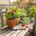 Conjunto de ferramentas de jardinagem com ancinho de mão em aço inoxidável, pá de mão e estacas de jardim, uma ótima ideia de presente para amantes da jardinagem. | Floristik24.pt