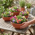 R-bowl plástico terracota Ø 13cm - 19cm, 10 unidades | Floristik24.pt