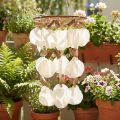 Carrilhão de vento decoração concha Capiz Ø30cm Alt.80cm | Floristik24.pt