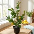 Limoeiro artificial em vaso, 65 cm, planta decorativa, planta artificial | Floristik24.pt