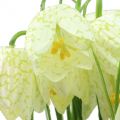 Floristik24 Flores do tabuleiro de xadrez Fritillaria artificial branco, verde 40cm 12pcs