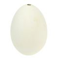 Floristik24 Ovos de ganso brancos 7cm - 8cm 6pcs