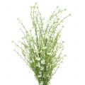 Floristik24 Gorse bush branco 60 cm