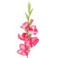 Floristik24 Gladíolo artificial com flores decorativas, 88 cm