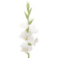 Floristik24 Gladíolo artificial, haste longa, para vasos, 88 cm