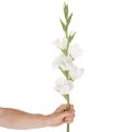 Gladíolo artificial, haste longa, para vasos, 88 cm | Floristik24.pt