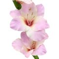 Floristik24 Gladiolus creme-roxo 86 cm