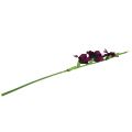 Floristik24 Gladiolus roxo escuro 86 cm