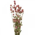 Floristik24 Bola Amaranto, Gomphrena Globosa, Flor de Verão, Flor Seca Rosa L49cm 50g