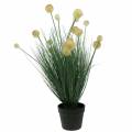 Floristik24 Grama com flores em um vaso amarelo artificial 70cm
