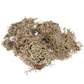 Floristik24 Musgo decorativo, musgo cinza para artesanato, 500g