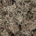 Musgo decorativo, musgo cinza para artesanato, 500g | Floristik24.pt