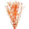 Floristik24 Buquê de flores secas de Gypsophila (mosquitinho) 75cm 100g