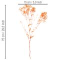 Buquê de flores secas de Gypsophila (mosquitinho) 75cm 100g | Floristik24.pt